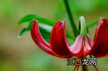 百合花芽期施什么肥