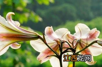 百合花芽期施什么肥