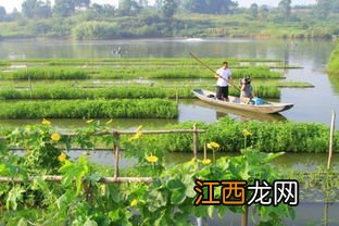 一亩池塘最佳养鱼密度