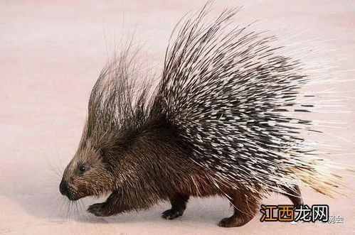 豪猪公约保护级别