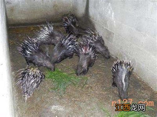 豪猪公约保护级别