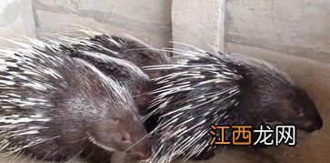 豪猪国家几级保护动物