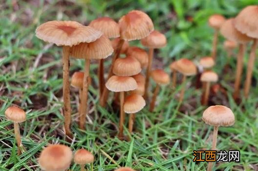 4种常见蘑菇的营养价值 适用于孕妇补充营养