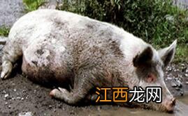 豪猪会感染非洲猪瘟吗