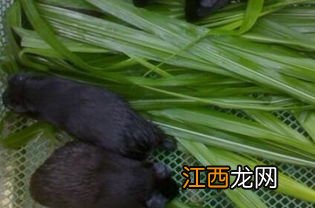 黑豚一年生几胎