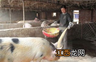 什么草养猪不用喂饲料