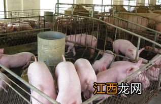 什么草养猪不用喂饲料