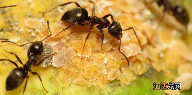 蚂蚁冬眠吗