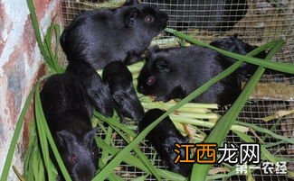 黑豚幼崽要几个月成年