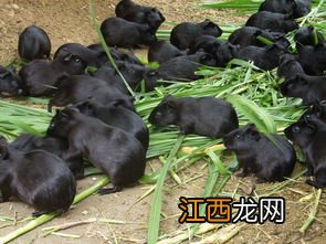 黑豚幼崽要几个月成年