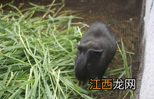 黑豚幼崽要几个月成年