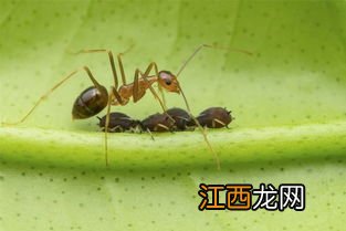 蚂蚁有眼睛吗