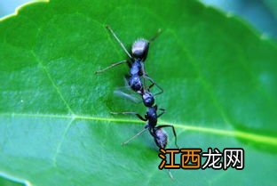 蚂蚁靠什么传递信息