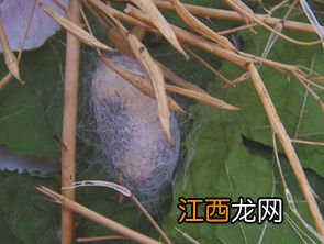 养蚕要几个月才会结茧