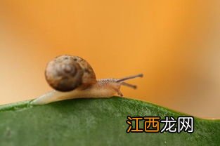 蜗牛为什么有壳