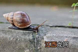 蜗牛能在水里生活吗