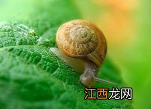 蜗牛粘液的作用