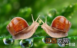 蜗牛分公母吗