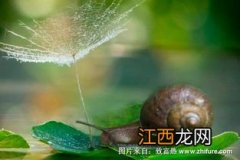 蜗牛是昆虫吗