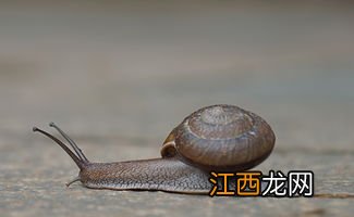 蜗牛速度是多少