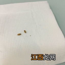 蝇蛆是什么东西