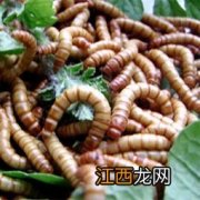 黄粉虫从小到大多久才能下卵