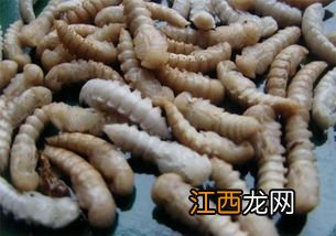 黄粉虫从蛹到产卵需要多久