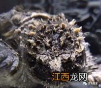 黄粉虫喂鱼的坏处