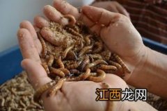 黄粉虫清除皮的方法