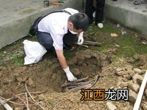 蝇蛆多少度会被冻死