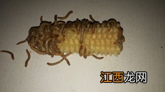 黄粉虫夏天怎么保证不死