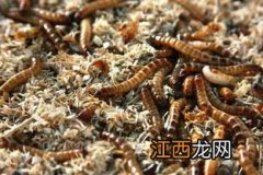 黄粉虫夏天怎么保证不死