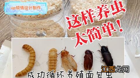 黄粉虫为什么会变白