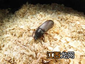 黄粉虫如何分离虫皮