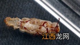 黄粉虫羽化后吃什么