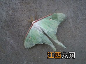 黄粉虫蛾自互残杀是为什么