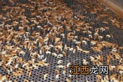 黄粉虫才成虫一两天就死了什么原因