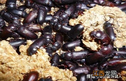 黄粉虫才成虫一两天就死了什么原因