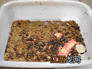 黄粉虫怎么老是死