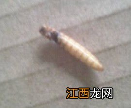 黄粉虫怎么老是死