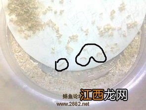 黄粉虫孵化后多久长大