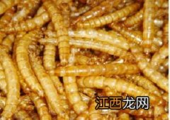 黄粉虫用来养什么动物