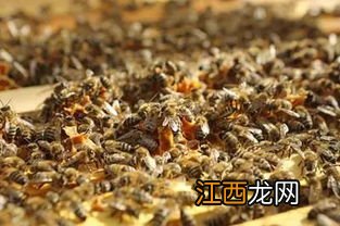 养蜂多久摇蜜一次