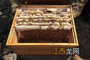 养蜂多久摇蜜一次