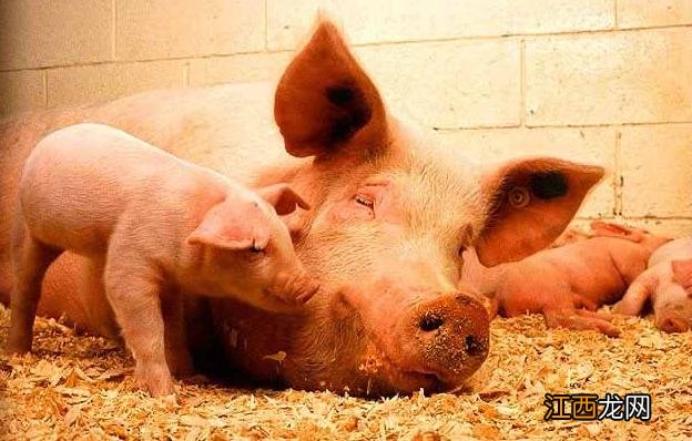 母猪喂红糖一天喂多少