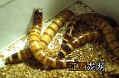 黄粉虫怎么饲养和繁殖