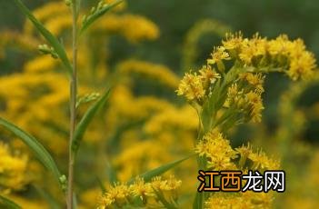 毛果一枝黄花