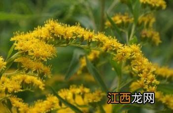 毛果一枝黄花