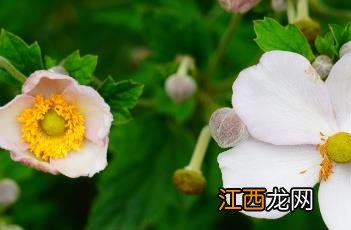 野棉花