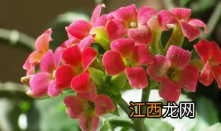 夏季如何养长寿花? 长寿花夏天该如何护养